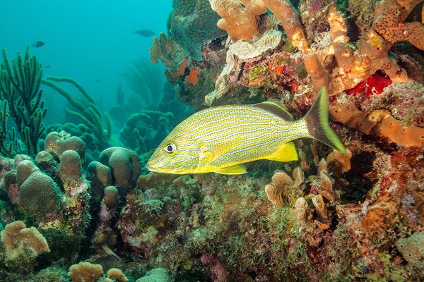 海洋生物质量检测